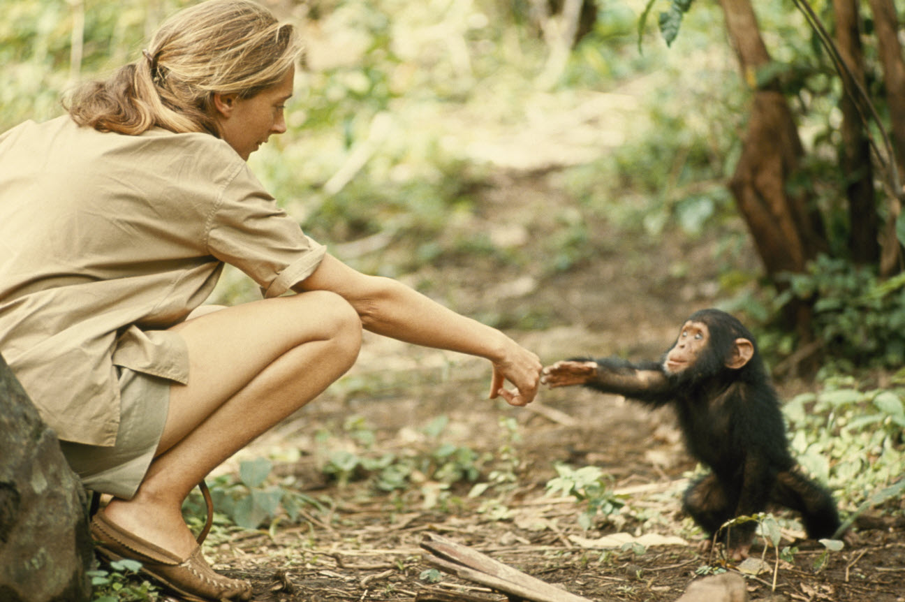 Jane Goodall touching a chimpanzee.