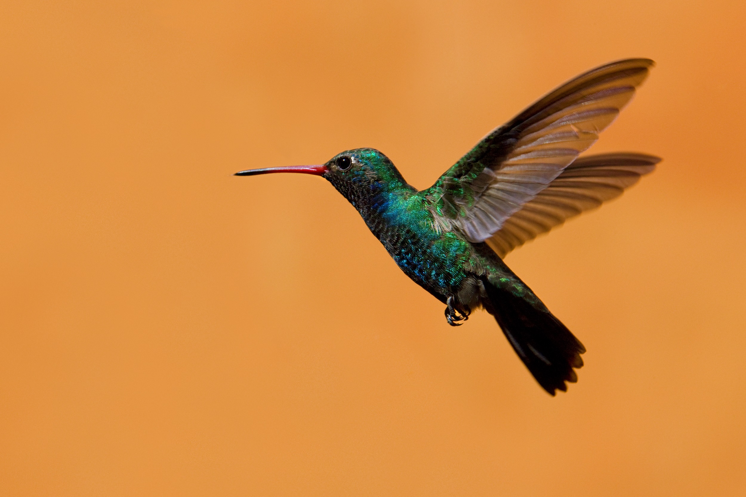 Hummingbird investing in energy